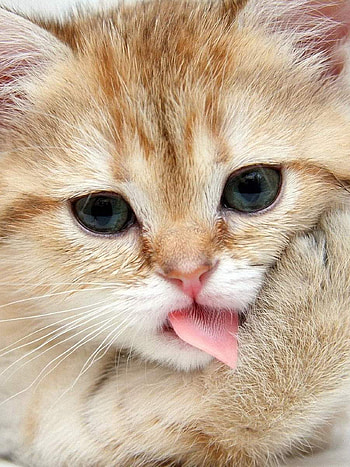 American Shorthair, Kittens HD phone wallpaper