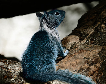 Blue Squirrel, blue, looking up, summer, yosemite, squirrel HD wallpaper
