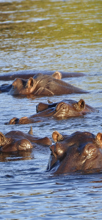 Best hippopotamus, , Herbivorous HD phone wallpaper