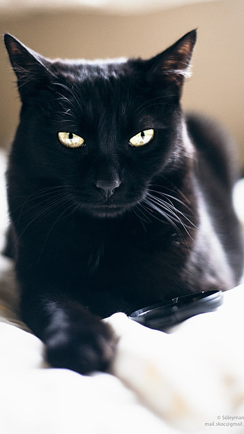 Black Cat, Adorable Cat, Adorable Kitty HD phone wallpaper