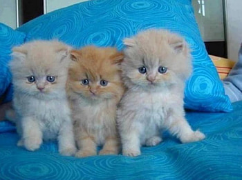 cute trio on a blue, animals, cats, cute, kittens, trio HD wallpaper