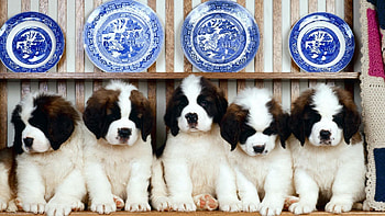 Animals, Dogs, Sit, Puppies HD wallpaper