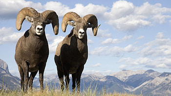 Animals, Grass, Mountains, Rams HD wallpaper