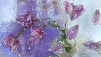 Flowers, Plant, Petals HD wallpaper