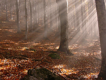 Nature, Trees, Autumn, Leaves, Sun, Shine, Light, Rays, Beams, Forest, Sticks, Stick HD wallpaper