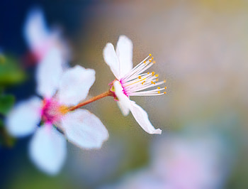 Spring, cherry flowers, blossom, blur HD wallpaper