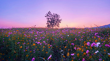 Cosmea Flowers In Field, Chiang Rai, Thailand, landscape, plants, tree, blossoms, petals HD wallpaper