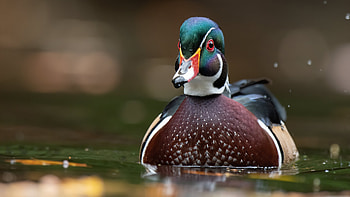duck , Stunning visuals, Immersive experience, Ultra high resolution HD wallpaper
