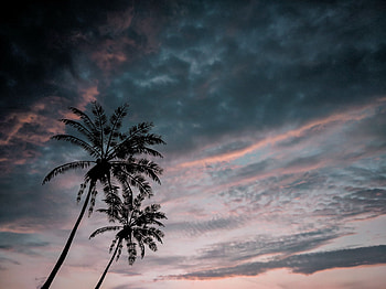 Nature, Sky, Twilight, Clouds, Palms, Dark, Dusk HD wallpaper