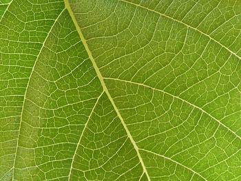 Macro, Surface, Leaflet, Veins HD wallpaper
