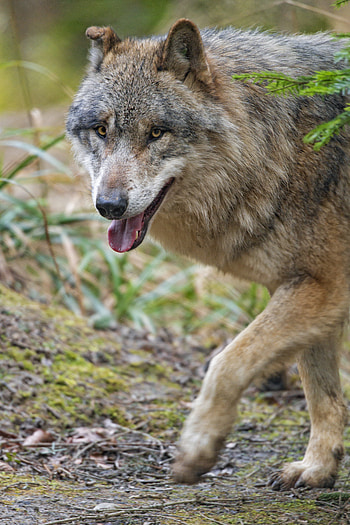 Animals, Muzzle, Predator, Wolf, Sight, Opinion, Animal HD phone wallpaper