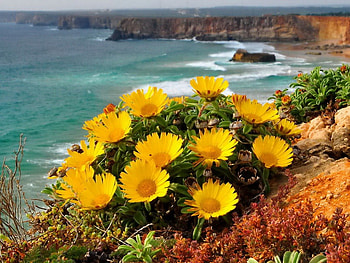 Flowers over sea, sea, coast, beautiful, fresh, rocks, sea shore, beach, shore, yellow, view, nature, flowers, water, ocean HD wallpaper