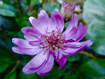 Purple Daisy flower, Flowers, Purpled, Spring, Daisy, Garden HD wallpaper