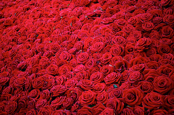 Flowers, Roses, Buds, Lot HD wallpaper