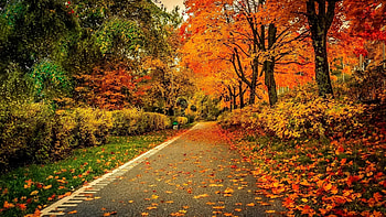 Autumn Park, leaves, trees, autumn, road, nature, park HD wallpaper
