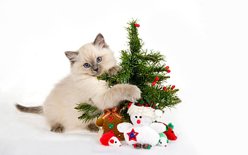 I Love My Christmas Tree, Animals, Cats, Christmas, Tree HD wallpaper