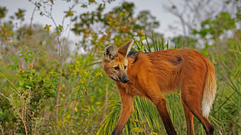 maned wolf, dog, canine, maned, wolf HD wallpaper