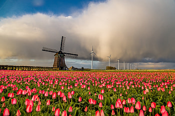 Dutch Tulip Blooms Meet Wind Power: A Stunning Landscape, tulip, Netherlands, man made, wind turbine HD wallpaper