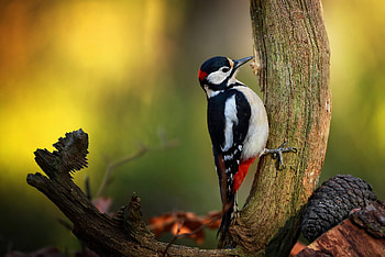 Birds of the world, Woodpecker in autumn, Wildlife graphy, Nature's canvas HD wallpaper