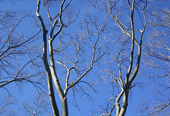 Arms in blue, blue, trees, sky, arms HD wallpaper