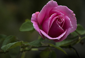 Pink Rose, Bur, Flower, Pink, Rose HD wallpaper