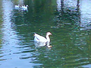 Ducks, lahore, in lake, animals HD wallpaper