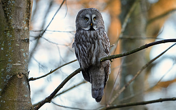 Barn Owl, animal, barn, bird, owl HD wallpaper