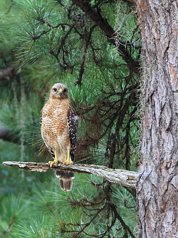 Animals, Bird, Wood, Tree, Predator, Hawk HD phone wallpaper