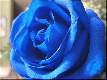 Blue Rose, blue, rose, blooming, petals HD wallpaper