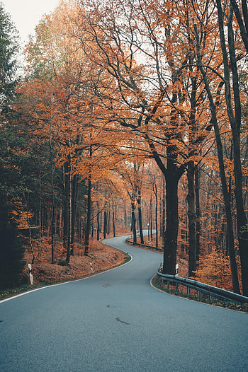 Alley, Nature, Trees, Autumn, Road, Sinuous, Winding HD phone wallpaper