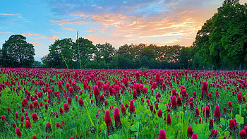 Field of Clovers in Northern Germany, leaves, blossoms, trees, sky, flowers HD wallpaper
