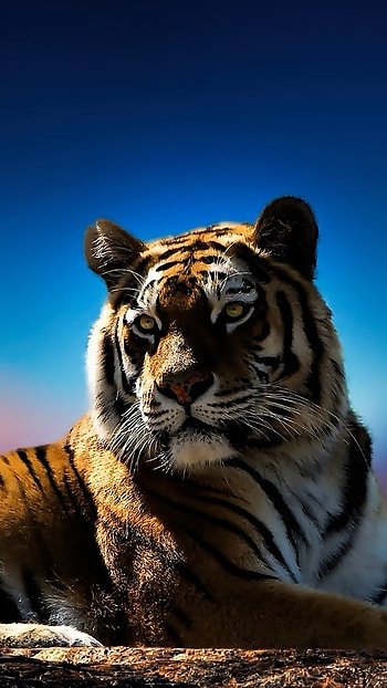 Tiger , Blue, Background HD phone wallpaper