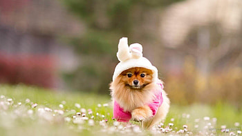 Sweet doggy , Classy style, Cute puppies, Irresistible adorableness HD wallpaper