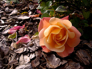 lonely, rose, autumn, garden, pink HD wallpaper