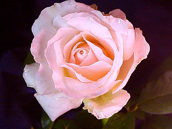 Mother's rose, rose, pink, black, flower, green, beauty HD wallpaper