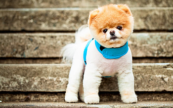 Pomeranian, Cute Dogs HD wallpaper