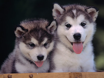 Animals, Dogs HD wallpaper