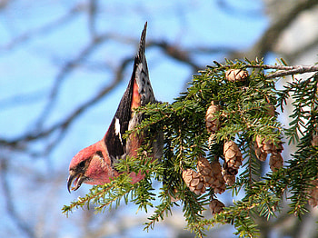 Grosbeak in Rose, rose, bird, pretty, grosbeak, eating HD wallpaper