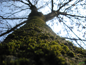 that a tree, lakes, nature, green, tree HD wallpaper