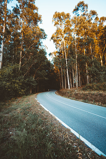 Nature, Trees, Road, Turn, Forest HD phone wallpaper