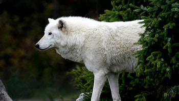 Arctic Wolf, Striking , Arctic majesty, captivating beauty HD wallpaper