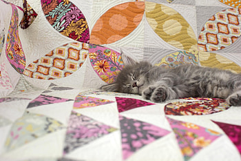 Kitten sleeping, pisica, sweet, animal, kitten, bernina katzen, cute, cat, sleep HD wallpaper