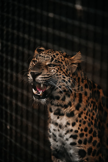 Animals, Cheetah, Grin, Muzzle, Predator, Big Cat, Fangs HD phone wallpaper