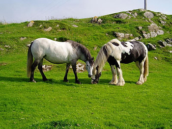 ponies, awesome HD wallpaper