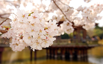 Plants, Flowers, Sakura HD wallpaper
