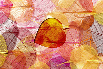 artistic, leaf HD wallpaper