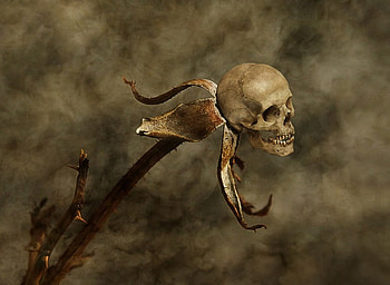 SKULL FLOWER, 3d, fantasy, flower, skull, cool, head HD wallpaper