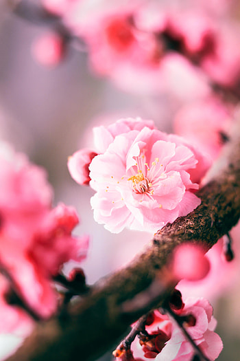 Pink, Sakura, Flower, Macro HD phone wallpaper