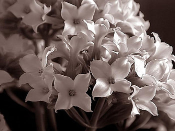 White Beauties, sepia, white, nature, flowers HD wallpaper
