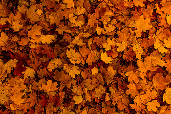 Nature, Autumn, Leaves HD wallpaper